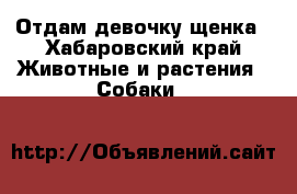 Отдам девочку щенка - Хабаровский край Животные и растения » Собаки   